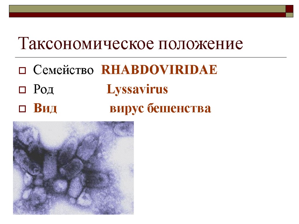 Таксономическое положение Семейство RHABDOVIRIDAE Род Lyssavirus Вид вирус бешенства